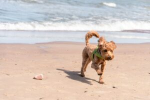 Keep your dog active when it's too hot.