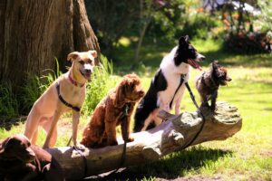 Keep your dog active when it's too hot.